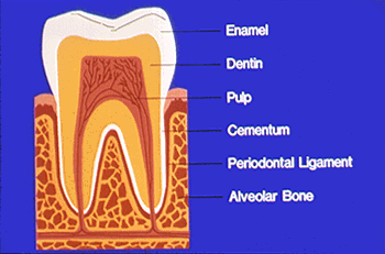 periodontal-ligament.gif